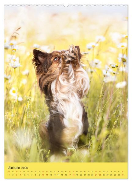Produktbild: Hundeportraits - Monatskalender (Wandkalender 2026 DIN A2 hoch), CALVENDO Monatskalender