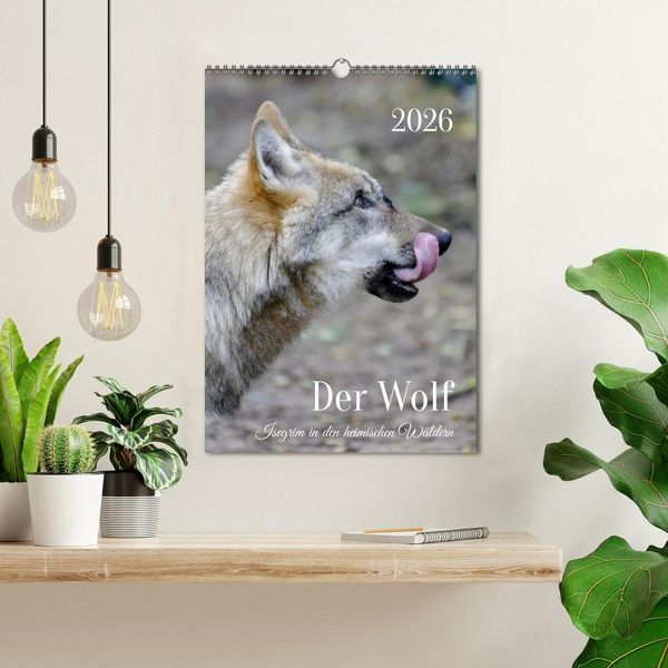 Produktbild: Der Wolf - Isegrim in den heimischen W&auml;ldern - Kalender 2026 (Wandkalender 2026 DIN A3 hoch), CALVENDO Monatskalender