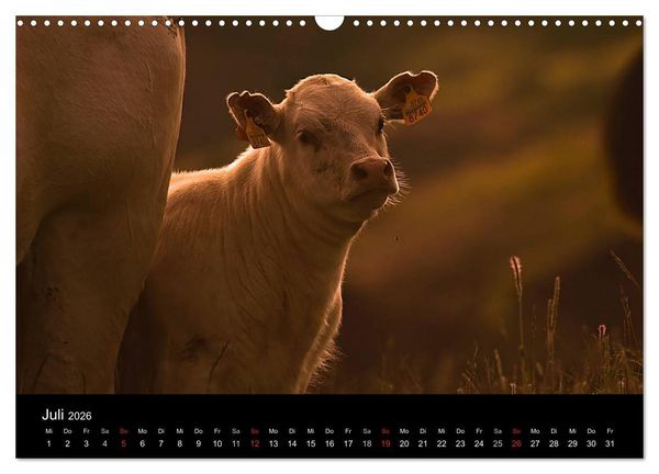 Produktbild: K&uuml;he 2026 (Wandkalender 2026 DIN A3 quer), CALVENDO Monatskalender