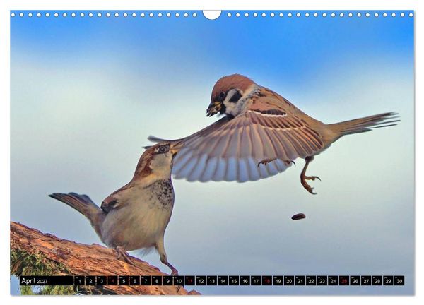 Produktbild: Die Sch&ouml;nheit der Gartenv&ouml;gel im Flug (Wandkalender 2027 DIN A3 quer), CALVENDO Monatskalender