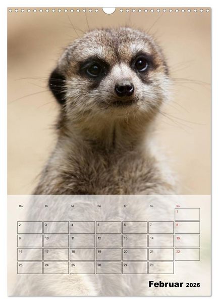Produktbild: Erdm&auml;nnchen - Afrikas liebenswerte Zwerge (Wandkalender 2026 DIN A3 hoch), CALVENDO Monatskalender