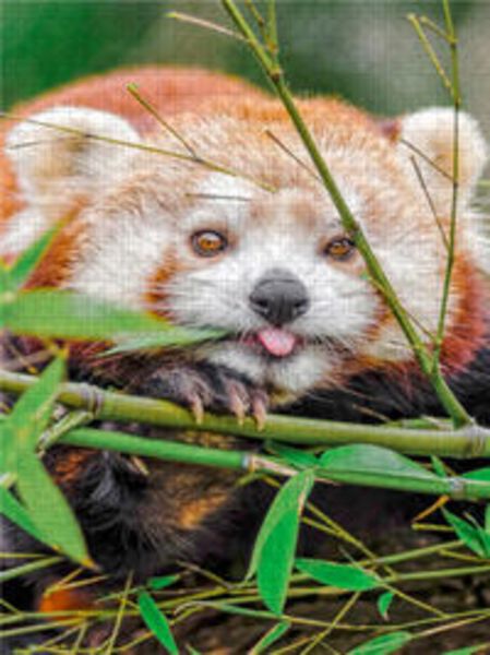 CALVENDO Puzzle Roter Panda 1000 Teile Lege-Größe 480 x 640 cm Foto-Puzzle Bild von Peter Roder