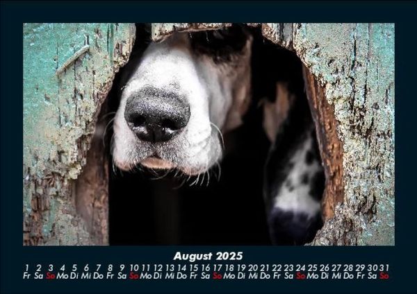 Produktbild: Der Hundekalender 2025 Fotokalender DIN A5