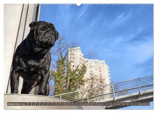Produktbild: Reinbek mopsfidel (Wandkalender 2026 DIN A2 quer), CALVENDO Monatskalender