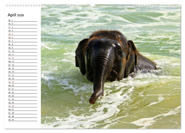 Produktbild: Elefanten - Wasserspa&szlig; am Strand (Wandkalender 2026 DIN A2 quer), CALVENDO Monatskalender