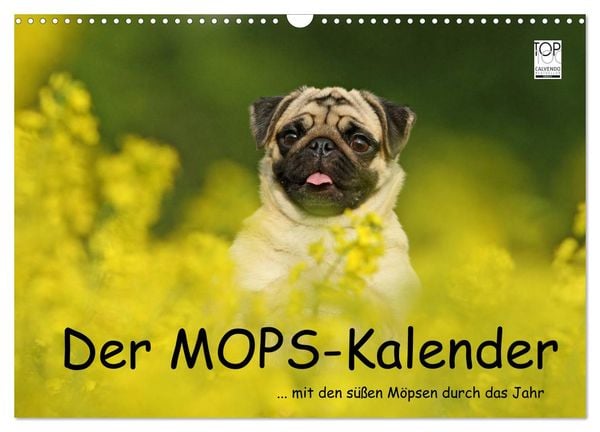 Der MOPS-Kalender (Wandkalender 2025 DIN A3 quer), CALVENDO 