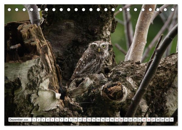 Produktbild: Sch&ouml;nheiten im Federkleid - Heimische Wildv&ouml;gel im Portrait (Tischkalender 2026 DIN A5 quer), CALVENDO Monatskalender