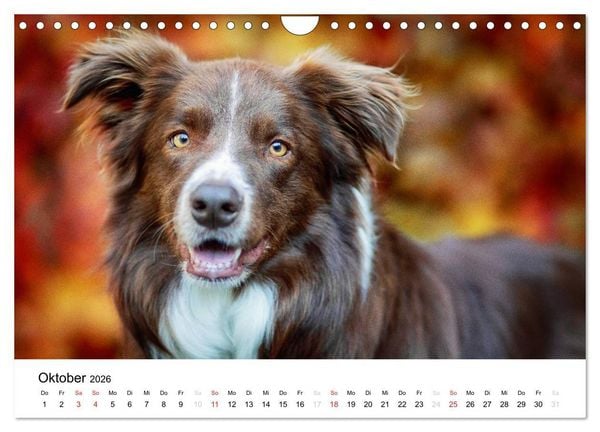 Produktbild: Border Collies 2026 (Wandkalender 2026 DIN A4 quer), CALVENDO Monatskalender