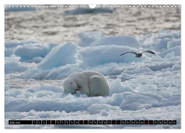 Produktbild: Impressions of Svalbard (Wall Calendar 2026 DIN A3 landscape), CALVENDO 12 Month Wall Calendar