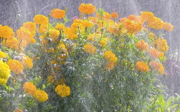 Produktbild: Gardena 01998-20 Schlauchregner 15m 15m&sup2; (max.)