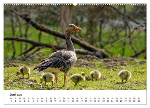 Produktbild: Wilde Tiere unserer Heimat (hochwertiger Premium Wandkalender 2026 DIN A2 quer), Kunstdruck in Hochglanz