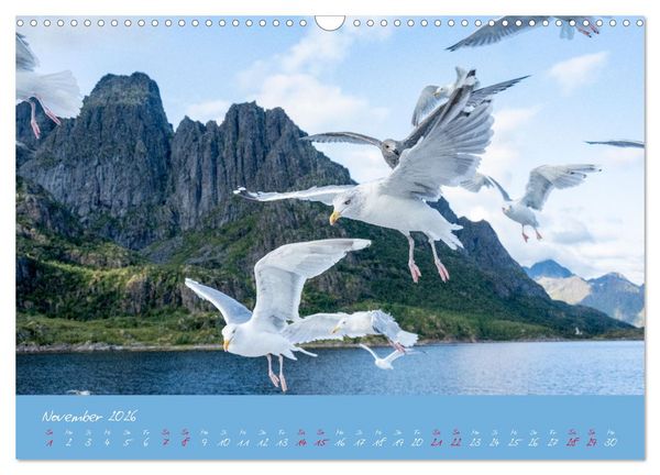 Produktbild: M&ouml;wen die Begleiter an Meer und See (Wandkalender 2026 DIN A3 quer), CALVENDO Monatskalender