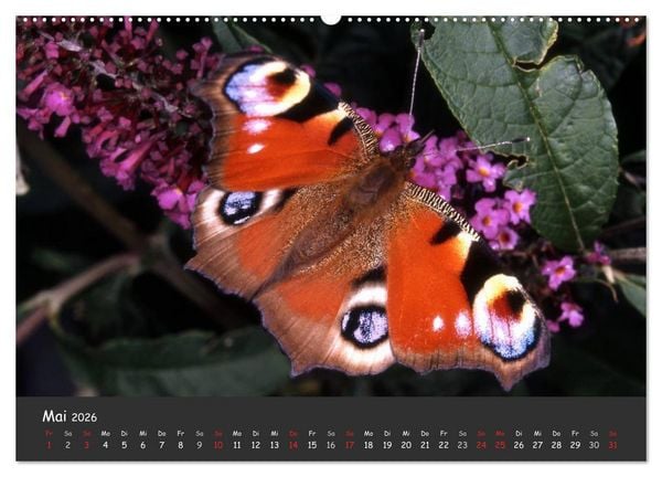 Produktbild: Wundersch&ouml;ne Schmetterlinge (hochwertiger Premium Wandkalender 2026 DIN A2 quer), Kunstdruck in Hochglanz