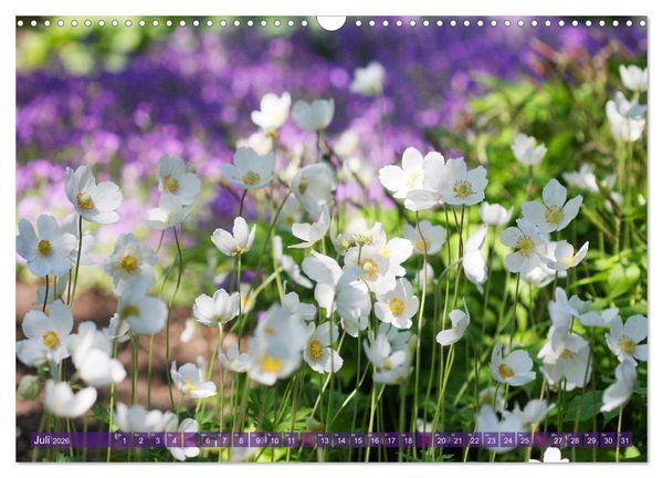 Produktbild: Beschwingte Blumenwelt (Wandkalender 2026 DIN A3 quer), CALVENDO Monatskalender
