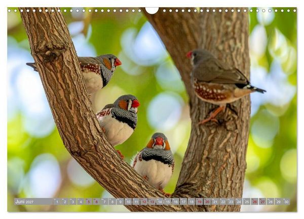 Produktbild: Zebrafinken Abenteuer (Wandkalender 2027 DIN A3 quer), CALVENDO Monatskalender