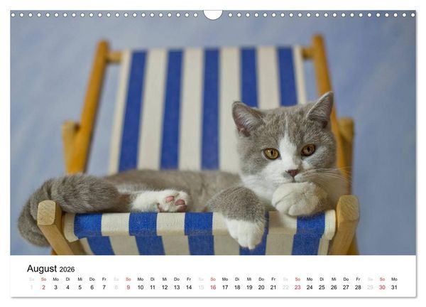 Produktbild: Briten B&auml;rchen &ndash; Britsch Kurzhaar 2026 (Wandkalender 2026 DIN A3 quer), CALVENDO Monatskalender