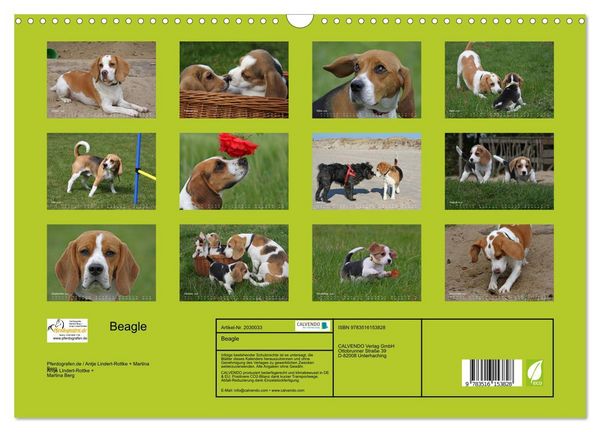 Produktbild: Beagle (Wandkalender 2026 DIN A3 quer), CALVENDO Monatskalender