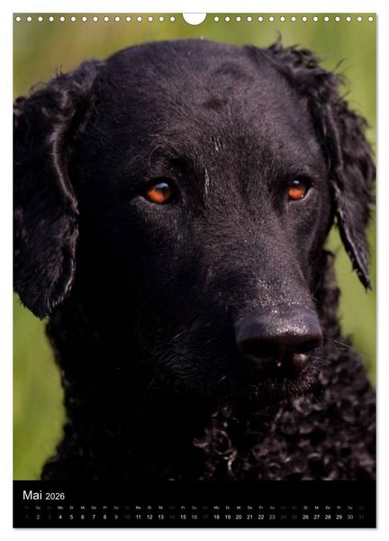 Produktbild: Curly Coated Retriever 2026 (Wandkalender 2026 DIN A3 hoch), CALVENDO Monatskalender