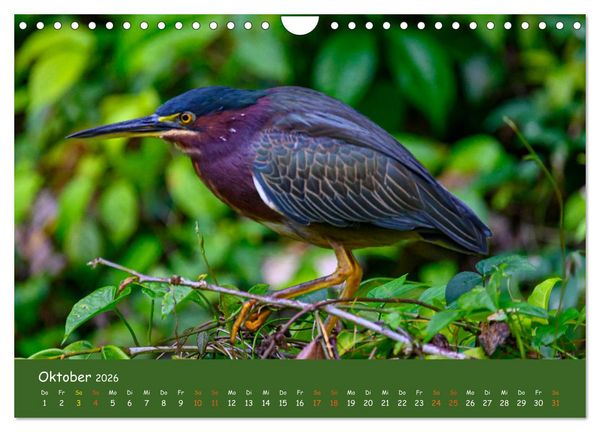 Produktbild: Costa Rica - Naturparadies zwischen Karibik und Pazifik (Wandkalender 2026 DIN A4 quer), CALVENDO Monatskalender