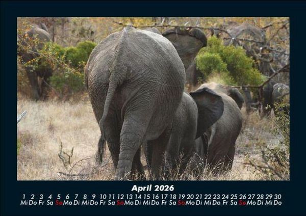 Produktbild: Der Elefantenkalender 2026 Fotokalender DIN A5