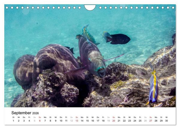 Produktbild: Unterwasserwelt der Malediven I (Wandkalender 2026 DIN A4 quer), CALVENDO Monatskalender