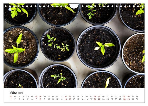 Produktbild: Frisches aus dem Gem&uuml;segarten (Wandkalender 2026 DIN A4 quer), CALVENDO Monatskalender