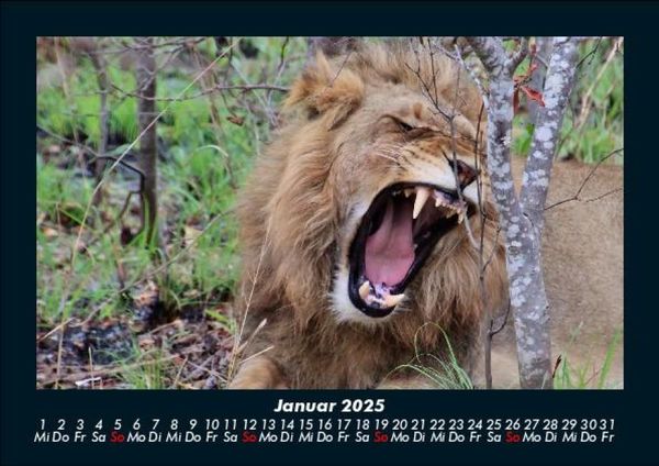 Produktbild: L&ouml;wen in der Wildnis 2025 Fotokalender DIN A5