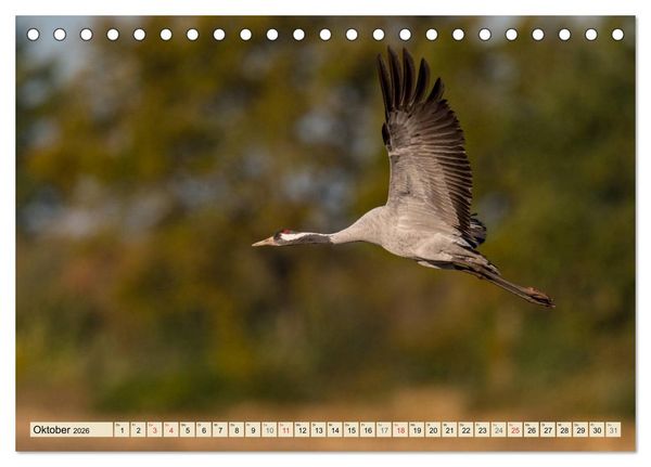 Produktbild: Niedersachsens Natur (Tischkalender 2026 DIN A5 quer), CALVENDO Monatskalender