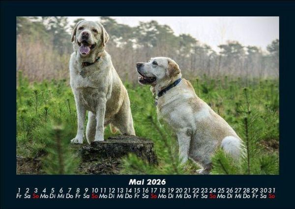 Produktbild: Der Hundekalender 2026 Fotokalender DIN A5