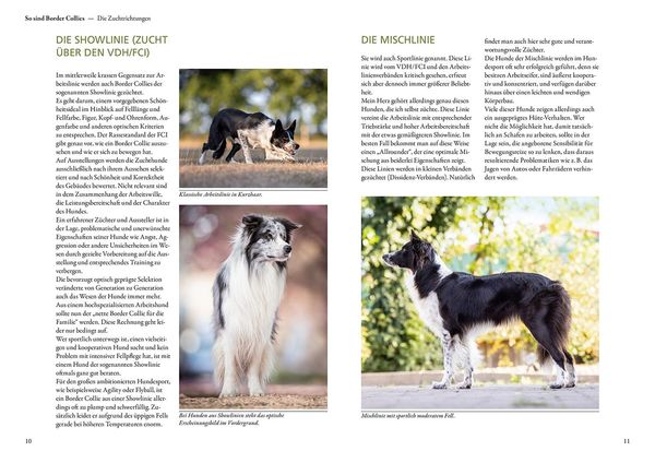 Produktbild: Border Collie