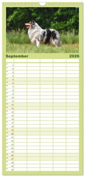 Produktbild: Familienplaner 2026 - Collies - charmante Herzensbrecher mit 5 Spalten (Wandkalender, 21 x 45 cm) CALVENDO