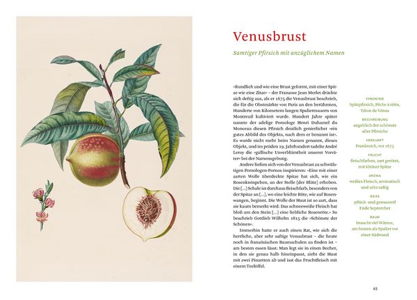 Produktbild: Die alten Obstsorten