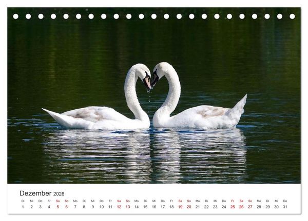 Produktbild: Schw&auml;ne - Prachtvolle Federkleider. (Tischkalender 2026 DIN A5 quer), CALVENDO Monatskalender