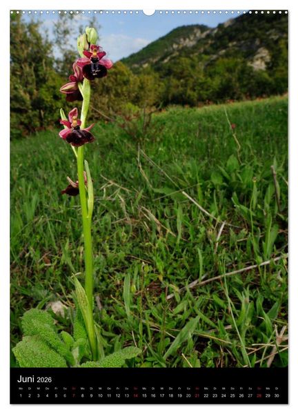 Produktbild: Orchideen in S&uuml;deuropa (hochwertiger Premium Wandkalender 2026 DIN A2 hoch), Kunstdruck in Hochglanz