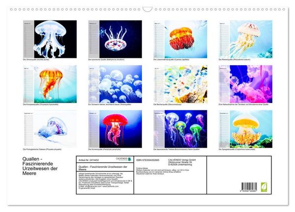 Produktbild: Quallen - Faszinierende Urzeitwesen der Meere (Wandkalender 2027 DIN A2 quer), CALVENDO Monatskalender