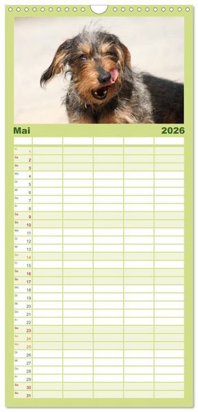 Produktbild: Familienplaner 2026 - Liebenswerte Rabauken - Rauhaardackel mit 5 Spalten (Wandkalender, 21 x 45 cm) CALVENDO