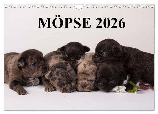 Möpse 2026 (Wandkalender 2026 DIN A4 quer), CALVENDO Monatskalender