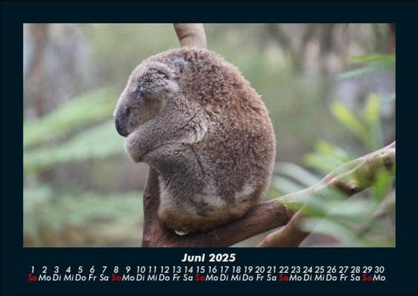 Produktbild: Koala 2025 Fotokalender DIN A5