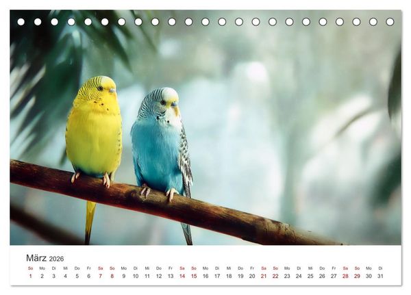 Produktbild: Zwitscherzeit - Ein Kalender voller Wellensittiche (Tischkalender 2026 DIN A5 quer), CALVENDO Monatskalender