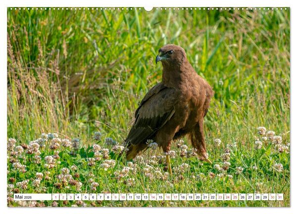 Produktbild: Heimische GREIFV&Ouml;GEL Adler Milan Bussard Weihe Sperber (Wandkalender 2026 DIN A2 quer), CALVENDO Monatskalender