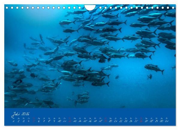 Produktbild: Meer sehen - Abenteuer Tauchen (Wandkalender 2026 DIN A4 quer), CALVENDO Monatskalender