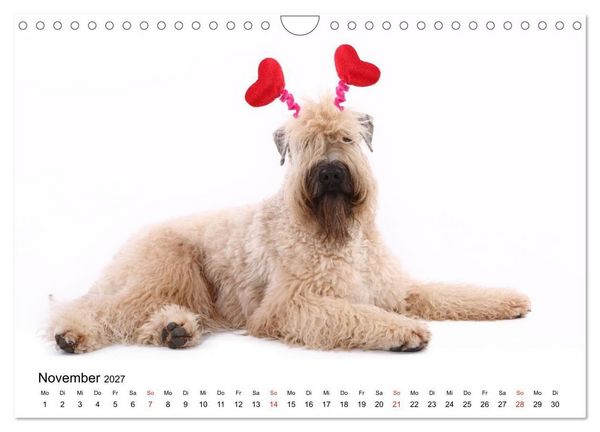 Produktbild: Funny Dogs (Wandkalender 2027 DIN A4 quer), CALVENDO Monatskalender