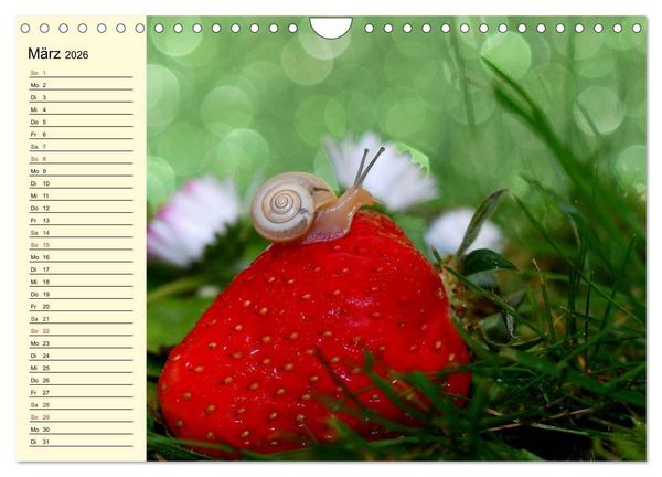 Produktbild: Schnecken. Witzige Schleimer (Wandkalender 2026 DIN A4 quer), CALVENDO Monatskalender