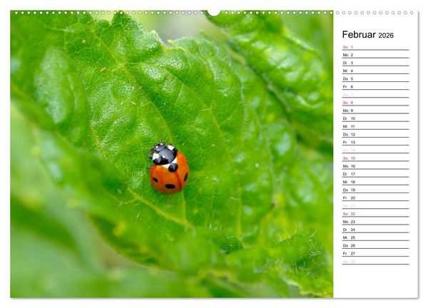 Produktbild: Marienk&auml;fer 2026 (Wandkalender 2026 DIN A2 quer), CALVENDO Monatskalender