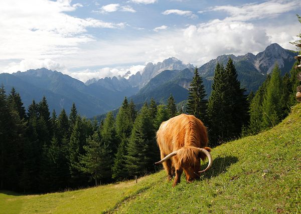 Produktbild: Der Geschmack der Berge