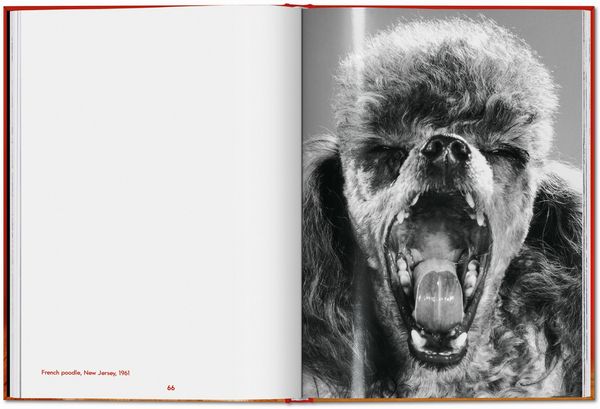 Produktbild: Walter Chandoha. Dogs. Photographs 1941&ndash;1991
