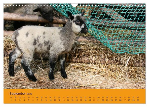 Produktbild: Shropshire Schafe (Wandkalender 2026 DIN A3 quer), CALVENDO Monatskalender
