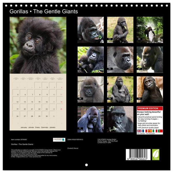 Produktbild: Gorillas &bull; The Gentle Giants (Wall Calendar 2026 12 &times; 12 Inch) CALVENDO 12 Month Wall Calendar