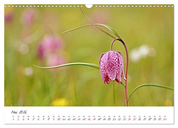 Produktbild: Sch&ouml;nheiten in freier Natur (Wandkalender 2026 DIN A3 quer), CALVENDO Monatskalender