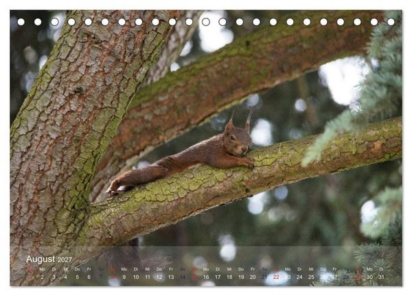 Produktbild: Spa&szlig; mit Eichh&ouml;rnchen! (Tischkalender 2027 DIN A5 quer), CALVENDO Monatskalender